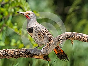 Wester Red Shafted Common Northen Flicker