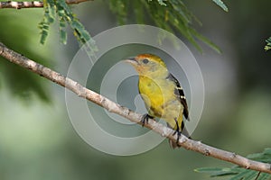 Wester Tanager