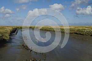 Westerhever (Germany) - Salt meadows with ditch