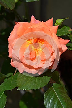 Westerland Rose photo