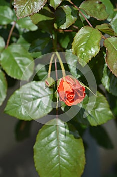 Westerland Rose photo