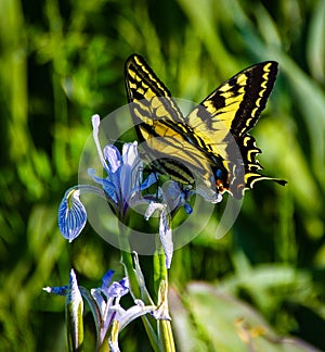 Westerm Yellow Tiger Swallowtail butterfly on purple iris