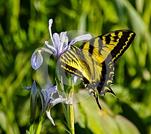 Westerm Yellow Tiger Swallowtail butterfly seeking nectar photo