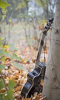 Western acoustic guitar in nature