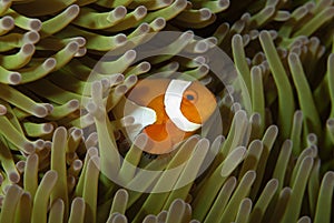 Western Anemonefish Amphiprion ocellaris