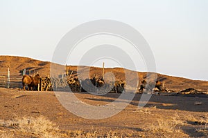 The western arid pasture camels.