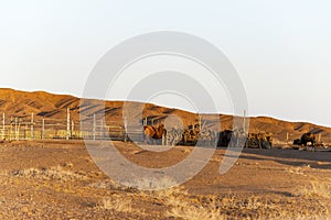 The western arid pasture camels.