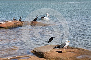 Western Australia Birds: Kalbarri