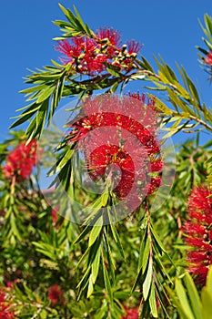 Western Australia Bottlebrush flower plant tree Callistemom