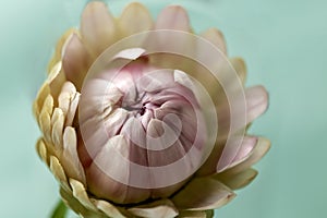 Western Australia Everlastings Bracteantha bracteata up close sharp and clear