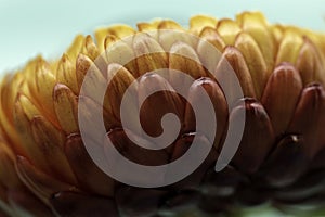 Western Australia Everlastings Bracteantha bracteata up close sharp and clear