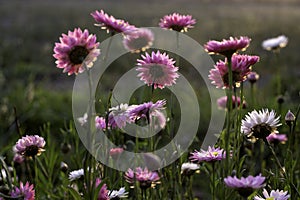 Western Australia Everlastings Bracteantha bracteata up close sharp and clear