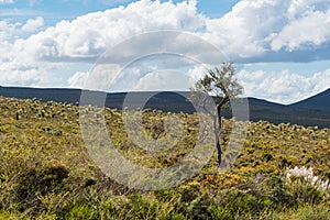 In Western Australia, Lesueur National Park erupts into colour in late winter and spring as the parkâ€™s diverse flora comes out