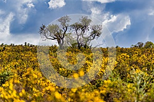 In Western Australia, Lesueur National Park erupts into colour in late winter and spring as the parkâ€™s diverse flora comes out