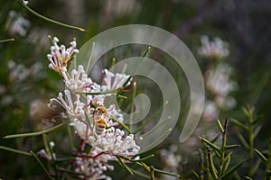 In Western Australia, Lesueur National Park erupts into colour in late winter and spring as the parkâ€™s diverse flora comes out