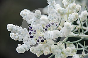 Western Australia native wildflower macro lambs wool