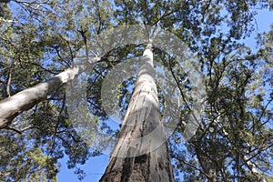 Western Australia`s majestic Tingle trees