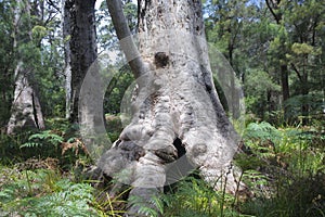 Western Australia`s majestic Tingle trees