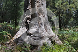 Western Australia`s majestic Tingle trees