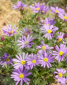 Western Australia Swan River Daisy