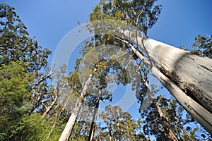 Western Australia Tingle giant tree