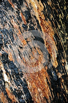 Western Australia Tingle giant tree bark