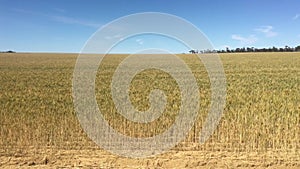 Western australia wheat belt landscape view