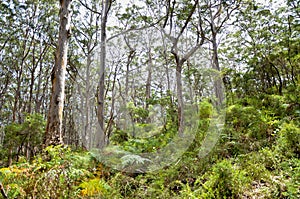 Western Australia Woodlands