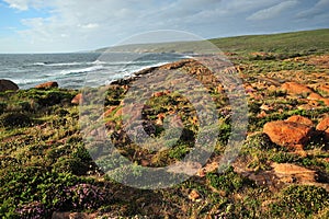 Western Australian coastline flowers