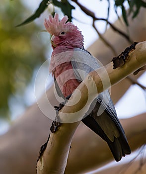 Western Australian Galah in Eucalyptus Tree-2