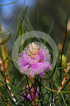 Western Australian native purple flower of the Wiry Honey myrtle, Melaleuca filifolia, family Myrtaceae