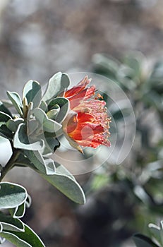 Western Australian native Wild Rose Diplolaena grandiflora, family Rutaceae