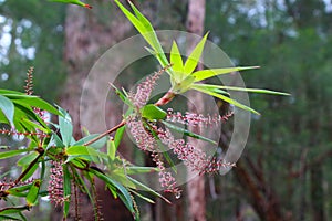 The Western Australian Tassel flower, Leucopogon verticillatus, is exported to Japan for flower arrangement,