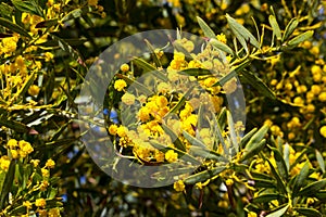 Western Australian Wattle blooms in late winter early spring are perfumed delights.