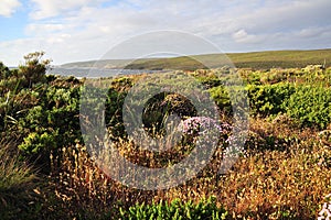 Western Australianl coastline flowers