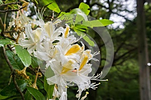 Western Azalea Rhododendron occidentale flowers photo
