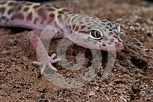 Western banded gecko