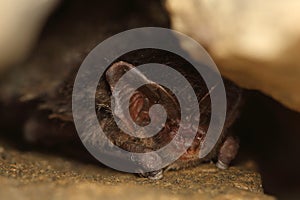 Western barbastelle, barbastelle or barbastelle bat (Barbastella barbastellus) hibernating bat in walls hole