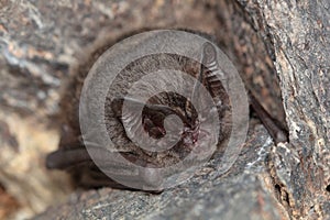 The western barbastelle, barbastelle or barbastelle bat (Barbastella barbastellus) hibernating bat in walls hole