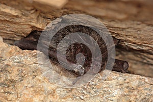 The western barbastelle, barbastelle or barbastelle bat (Barbastella barbastellus) hibernating bat in walls hole