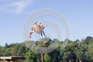 Western Barn Owl