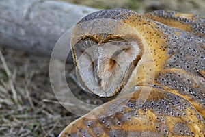 Western Barn Owl Tyto alba