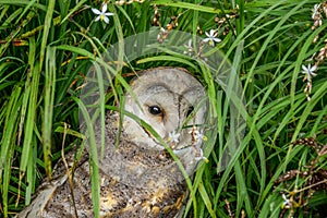 Western barn owl Tyto Alba hiding in the bush is often associated with withcraft and persecuted