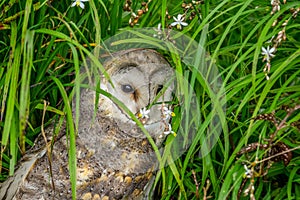 Western barn owl Tyto Alba hiding in the bush is often associated with withcraft and persecuted