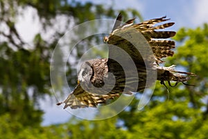 The western barn owl, Tyto alba in a nature park