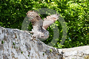 The western barn owl, Tyto alba in a nature park