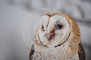 The western barn owl, Tyto alba in a nature park