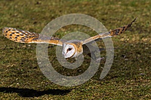 The western barn owl, Tyto alba in a nature park