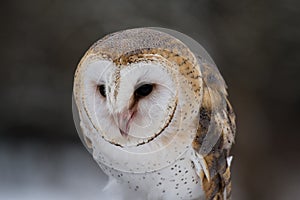 The western barn owl, Tyto alba in a nature park