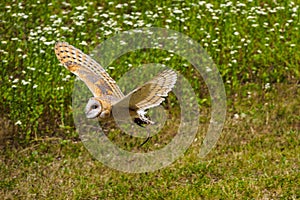 The western barn owl, Tyto alba in a nature park